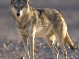 Loup d&#039;Egypte